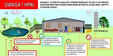 Ptasia grypa - informacja o zasadach ochrony drobiu
