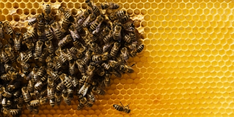 Węza pszczela dla wielkopolskich pszczelarzy