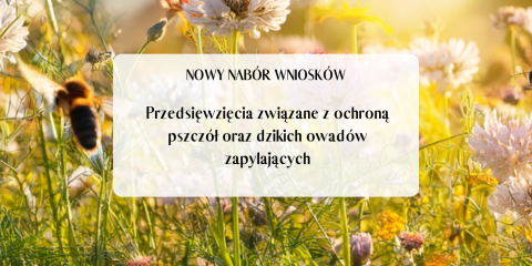 Nowy nabór wniosków - Działania na rzecz ochrony i odbudowy populacji pszczół oraz dzikich owadów zapylających