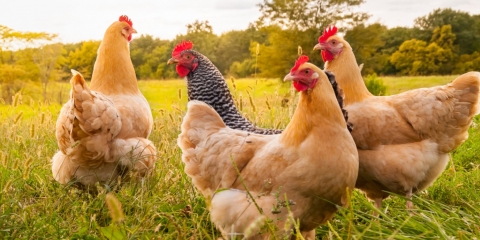 ROZPORZĄDZENIE WOJEWODY WIELKOPOLSKIEGO z dnia 10 marca 2026 r. uchylające rozporządzenie w sprawie zwalczania rzekomego pomoru drobiu (ND) na terenie powiatów poznańskiego i szamotulskiego