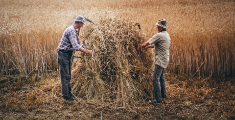 Na zdjęciu rolnicy układają mendel ze snopków skoszonego zboża.